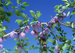 東京の和菓子事情を徹底解説!2025年最新のおすすめ店舗と絶品スイーツガイド